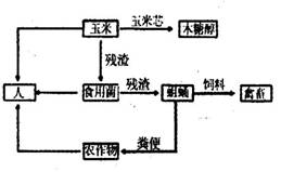右圖是某生態(tài)系統(tǒng)有關(guān)功能示意圖.下列說法錯誤的是 a.用玉米的副產(chǎn)品玉米芯生產(chǎn)木糖醇.可增加經(jīng)濟(jì)效益 b.用殘渣來培育食用菌和蛆蛹.實(shí)現(xiàn)了物質(zhì)的多級利用 c.用蛆蛹糞便作為有機(jī)肥還田